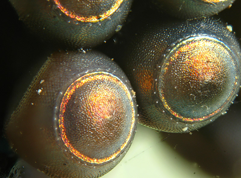 Uova di Rhaphigaster nebulosa parassitate da Braconidae